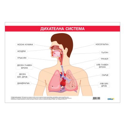 Office 1 Ученическо табло ''Дихателна система'', 100 x 70 cm