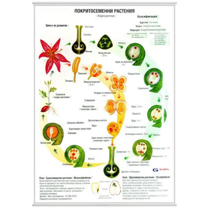 Табло покритосеменни растения