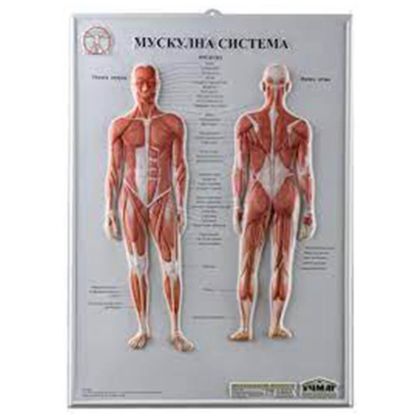 Релефно табло Мускулна система