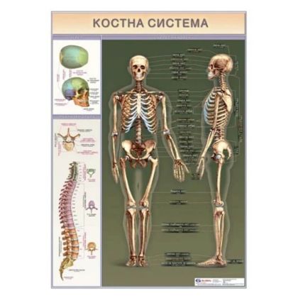 Табло структура на костите