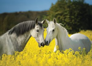 Стенен работен календар РК Аванти с цветна глава, асорти