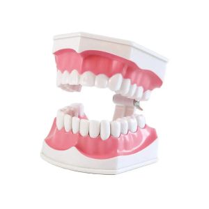 Gelsonlab Модел на уста