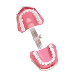 Gelsonlab Модел на уста