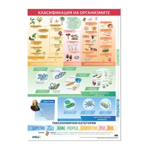 Office 1 Ученическо табло ''Класификация на организмите'', 70 х 100 cm