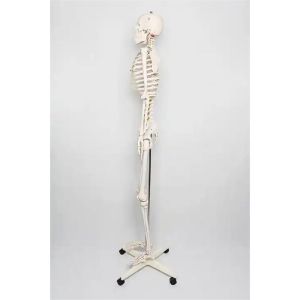 Gelsonlab Човешки скелет, на колела, 180 cm