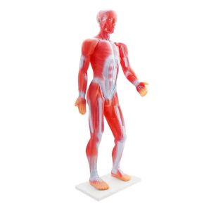 Gelsonlab Модел на мускулна система