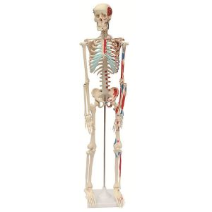 Малък модел скелет на човек