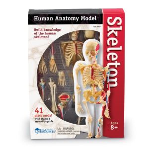 Модел на човешки скелет Skeleton