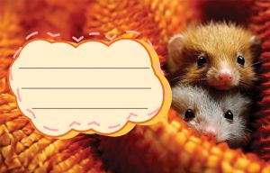 Етикети за тетрадка Street Animals Cute, опаковка 10 бр.