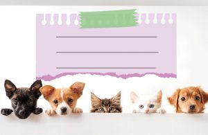 Етикети за тетрадка Street Animals Cute, опаковка 10 бр.