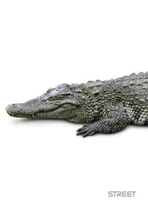 Тетрадка Street, А4, широки редове , 54 листа, Safari