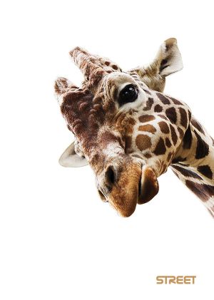 Тетрадка Street, А4, широки редове , 54 листа, Safari