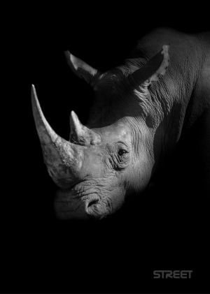 Тетрадка Street, А4, широки редове , 54 листа, Safari