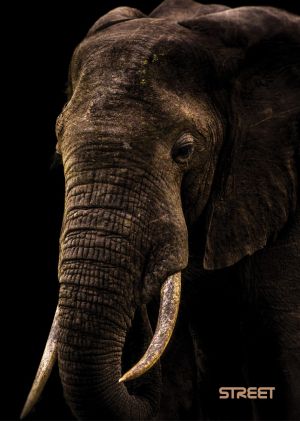 Тетрадка Street, А4, широки редове , 54 листа, Safari