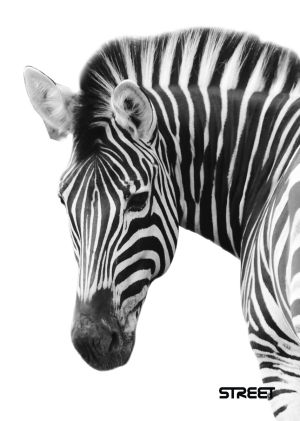 Тетрадка Street, А4, бели листа, 54л, Safari