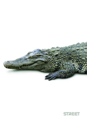 Тетрадка Street, А4, бели листа, 54л, Safari