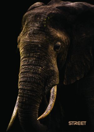 Тетрадка Street, А4, бели листа, 54л, Safari