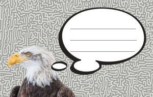 Етикети за тетрадка Street Animals Wild, опаковка 10 бр.