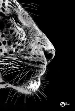 Тетрадка А5, S-line, 96 листа, ШР, 55g, тв. к, ВАР