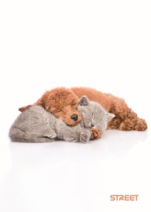 Тетрадка Street, А4, бели листа, 54л, Friends