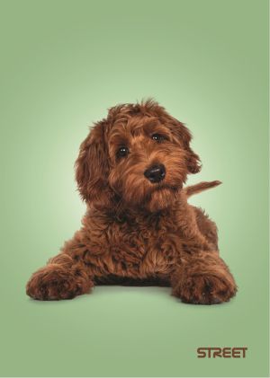 Тетрадка Street, А4, бели листа, 54л, Friends